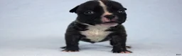 American Bully dogs for sale: Black Male - Ad 2