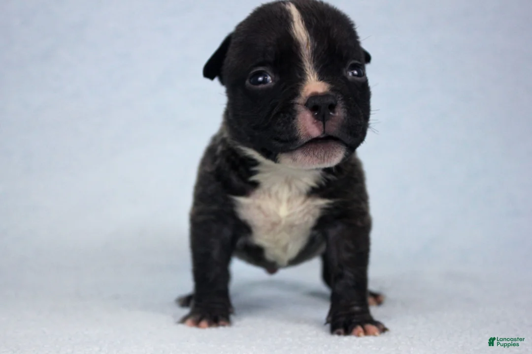 American Bully dogs for sale: Black Male - Ad 2