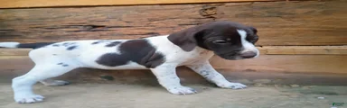 German Shorthaired Pointer 9