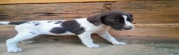German Shorthaired Pointer dogs for sale: German Shorthaired Pointer 9 - Ad 2