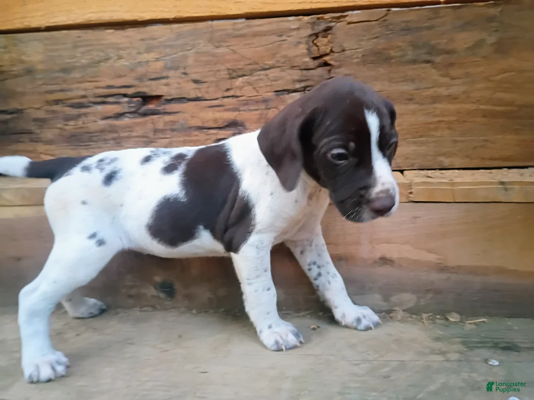 German Shorthaired Pointer dogs for sale: German Shorthaired Pointer 9 - Ad 2