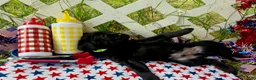 Labrador Retriever dogs for sale: Rocket - Ad 6