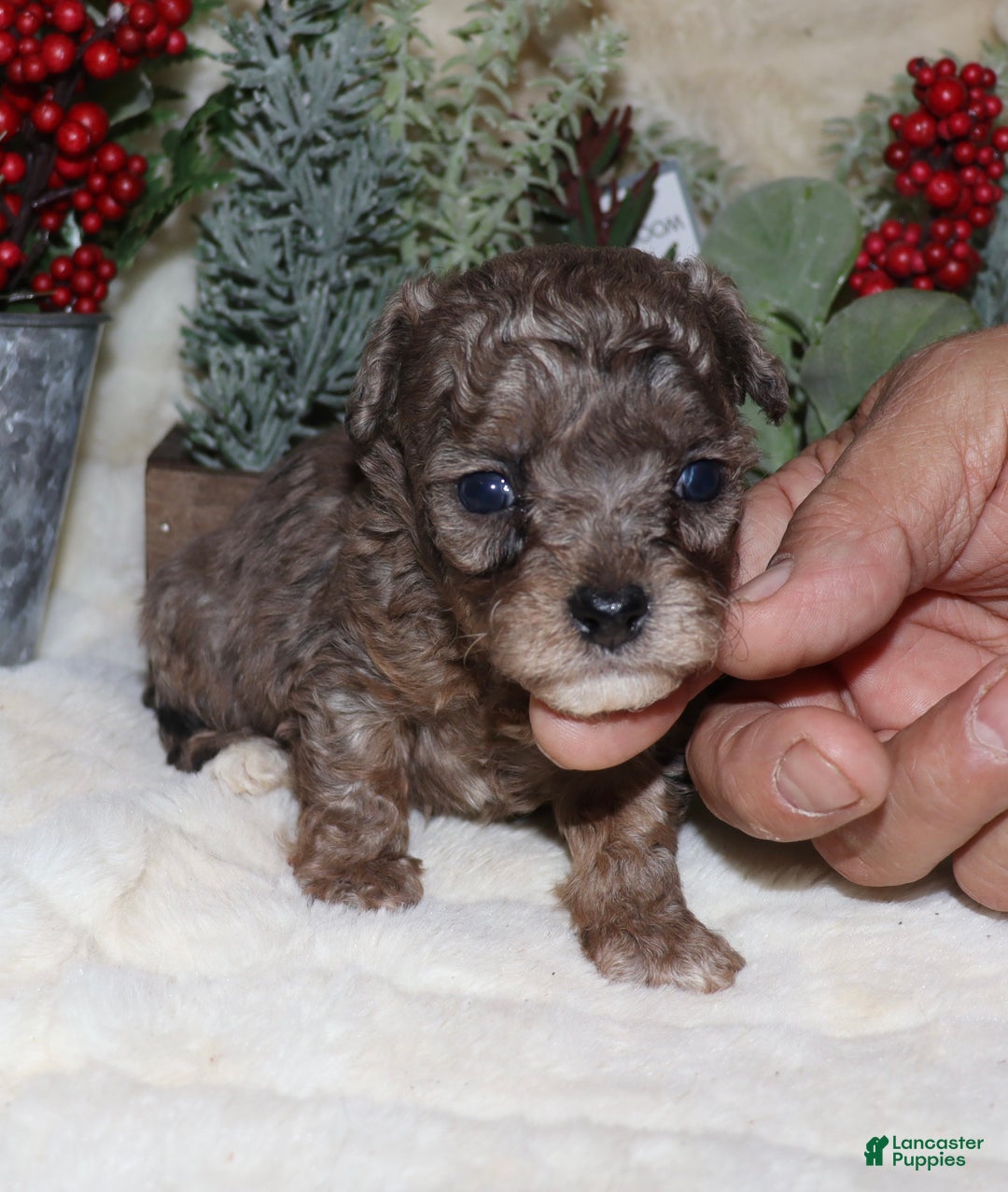 Toy Poodle dogs for sale: Marla- blue merle - Ad 11