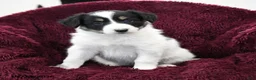 Border Collie dogs for sale: Snickers - Ad 2