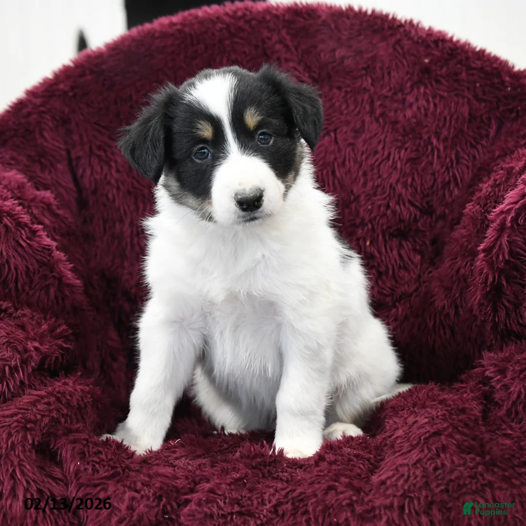 Border Collie dogs for sale: Snickers - Ad 2
