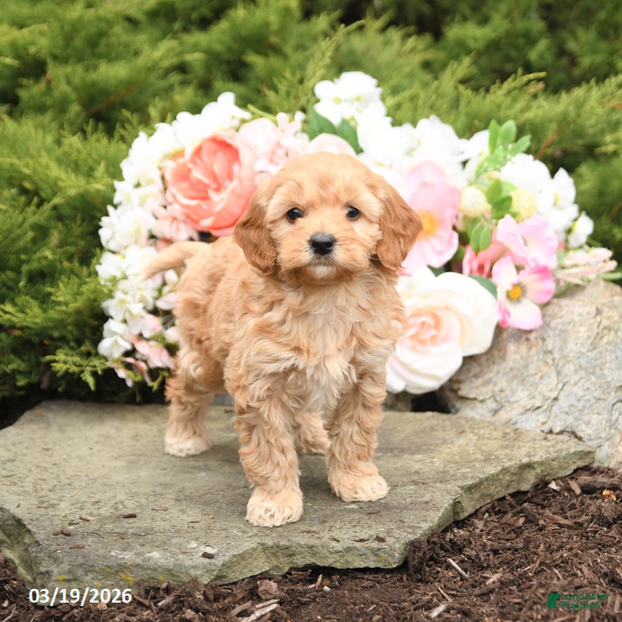 Mini Goldendoodle dogs Scotty - Ad 1