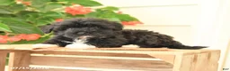 Morkie dogs for sale: Handsome - Ad 3