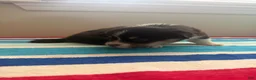 Welsh Corgi Pembroke dogs for sale: Richie - Ad 5