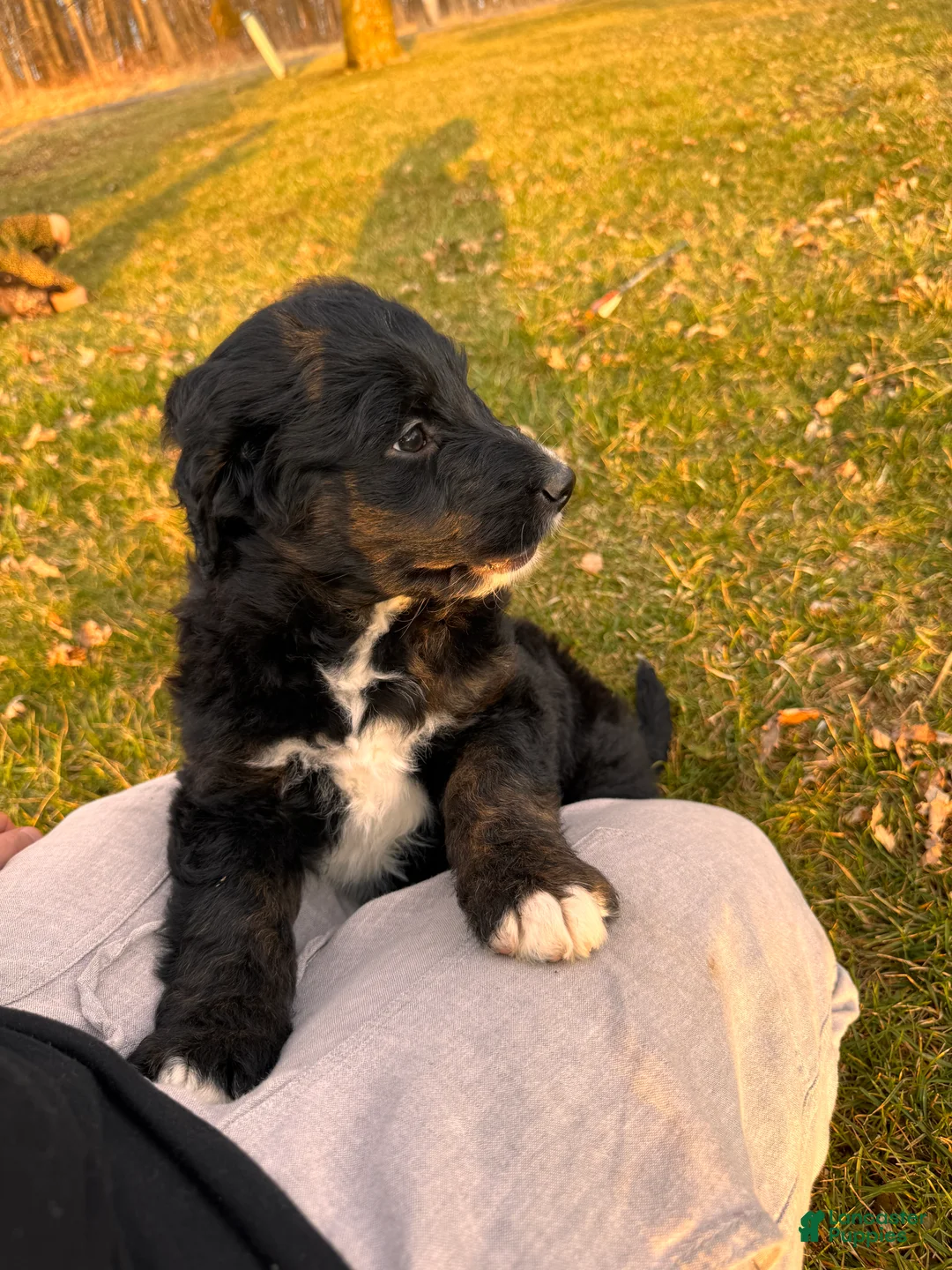 Aussiedoodle dogs for sale: Fannie - Ad 1