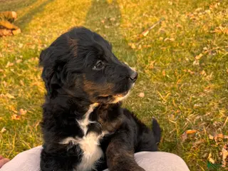 Aussiedoodle dogs for sale: Fannie - Ad 2