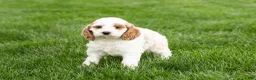 Cockapoo dogs for sale: Brenda  - Ad 3