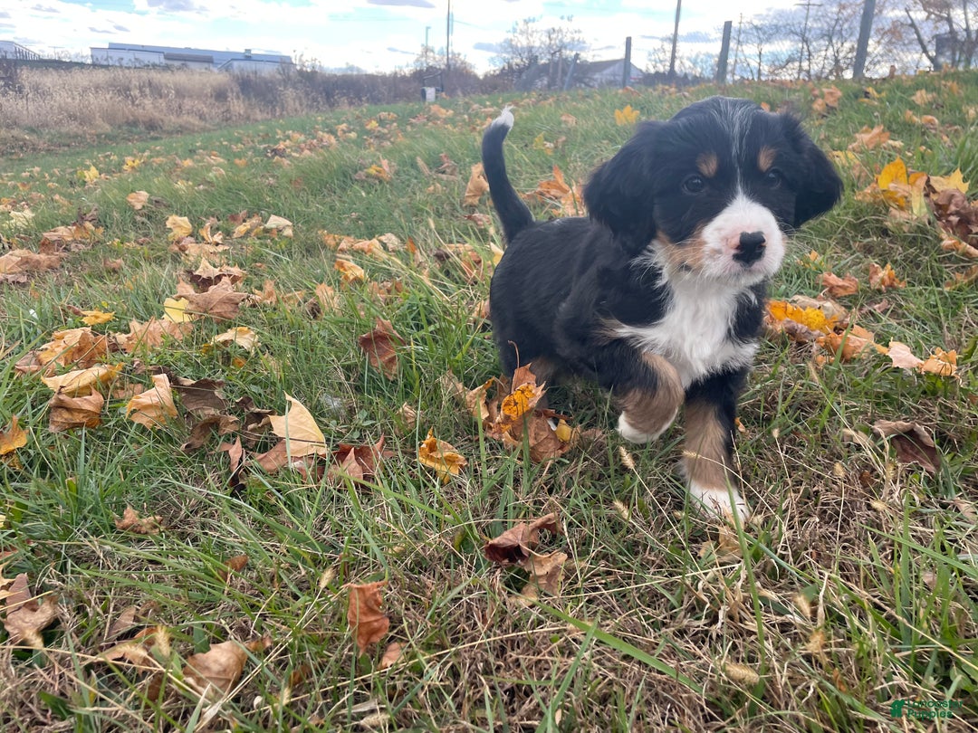 Mixed Breed dogs for sale: Hunter - Ad 4