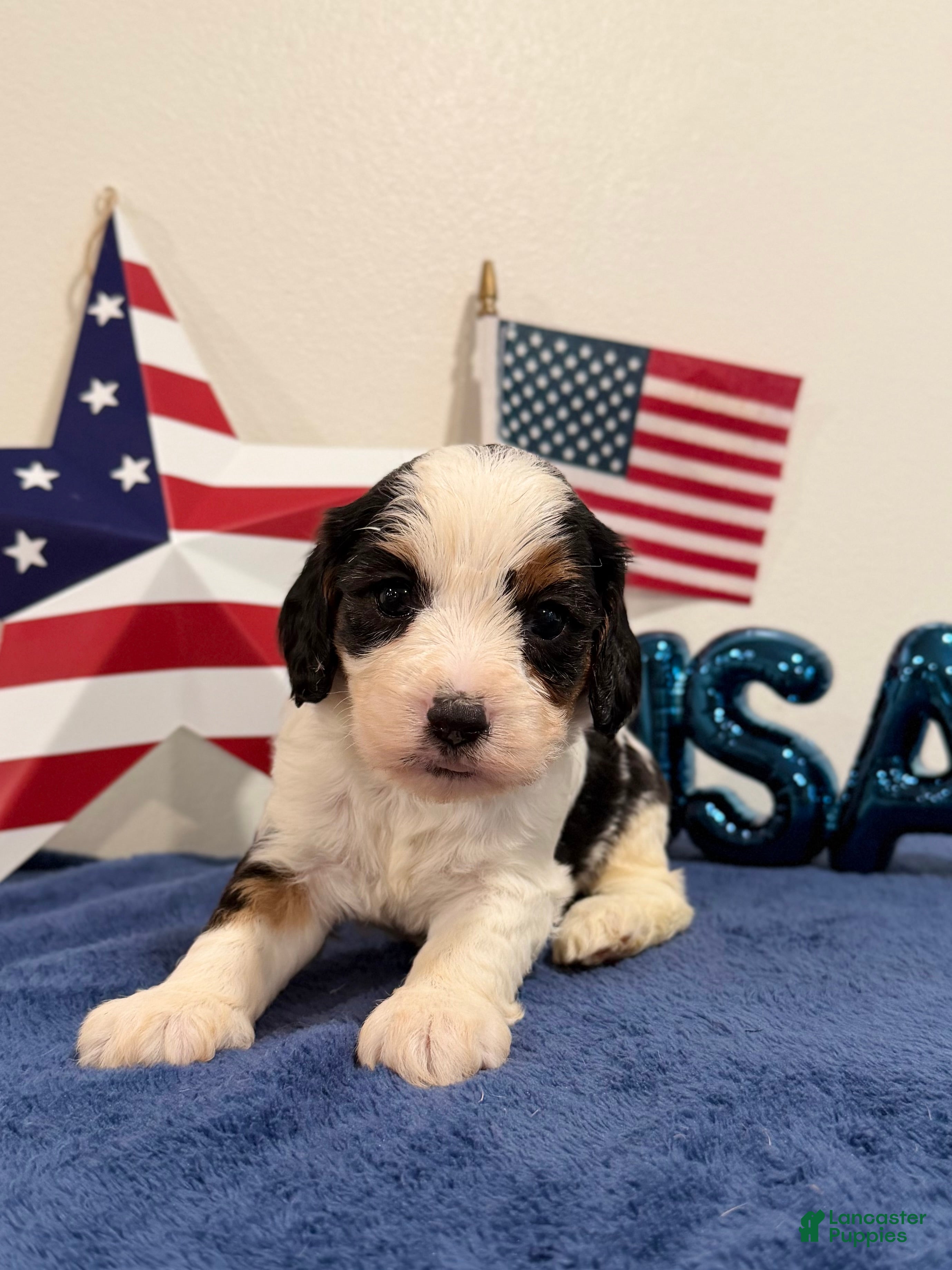 Cavapoo dogs Yankee - Ad 2