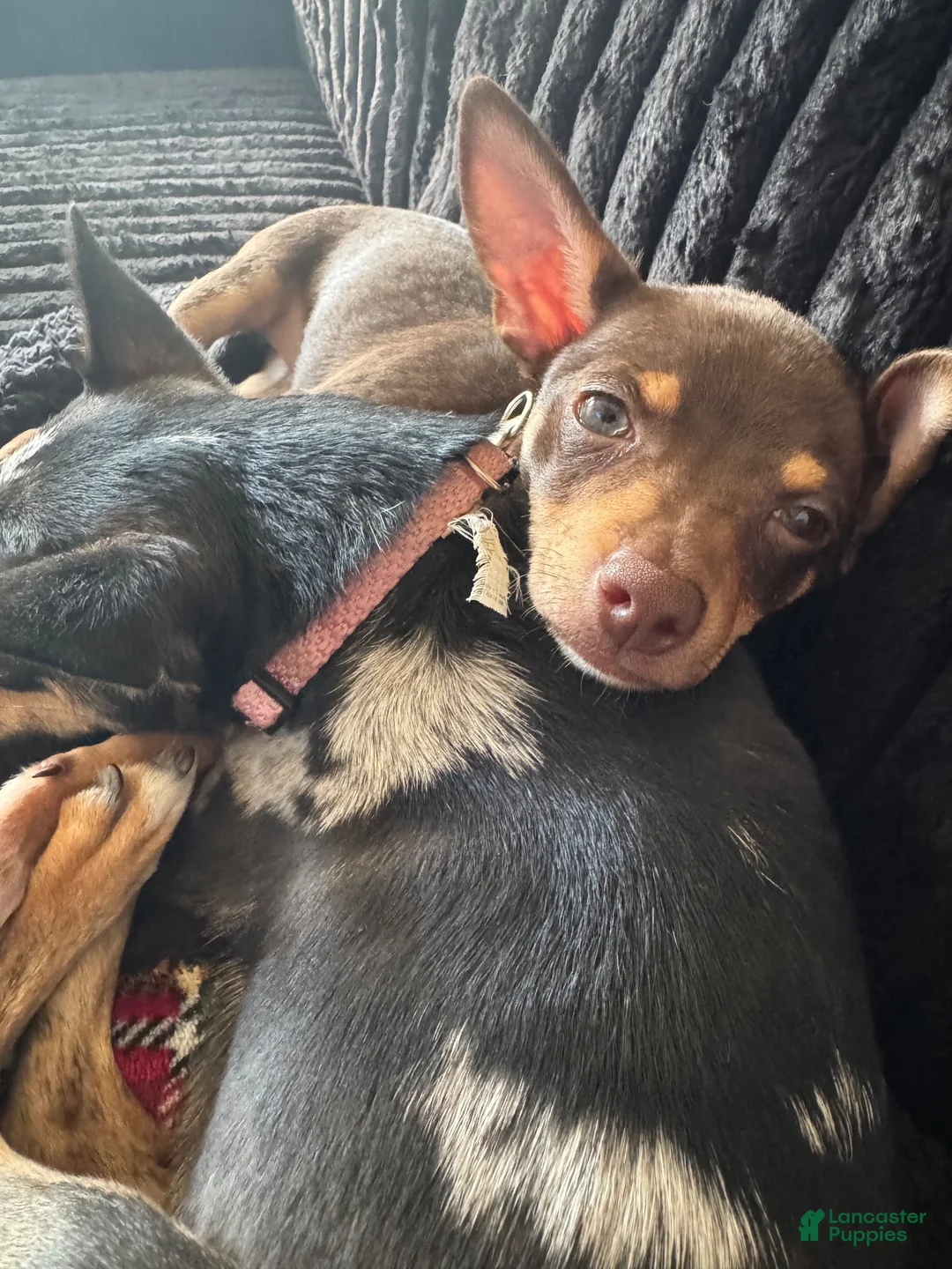 Chihuahua dogs for sale: Chihuahua 1 - Ad 2