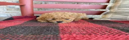 Mixed Breed dogs for sale: Tabby - Ad 1