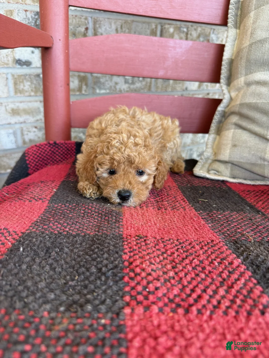 Mixed Breed dogs for sale: Tabby - Ad 1