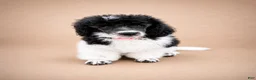 Miniature Poodle dogs for sale: Cora - Ad 5