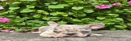 French Bulldog dogs for sale: Sean - Ad 2
