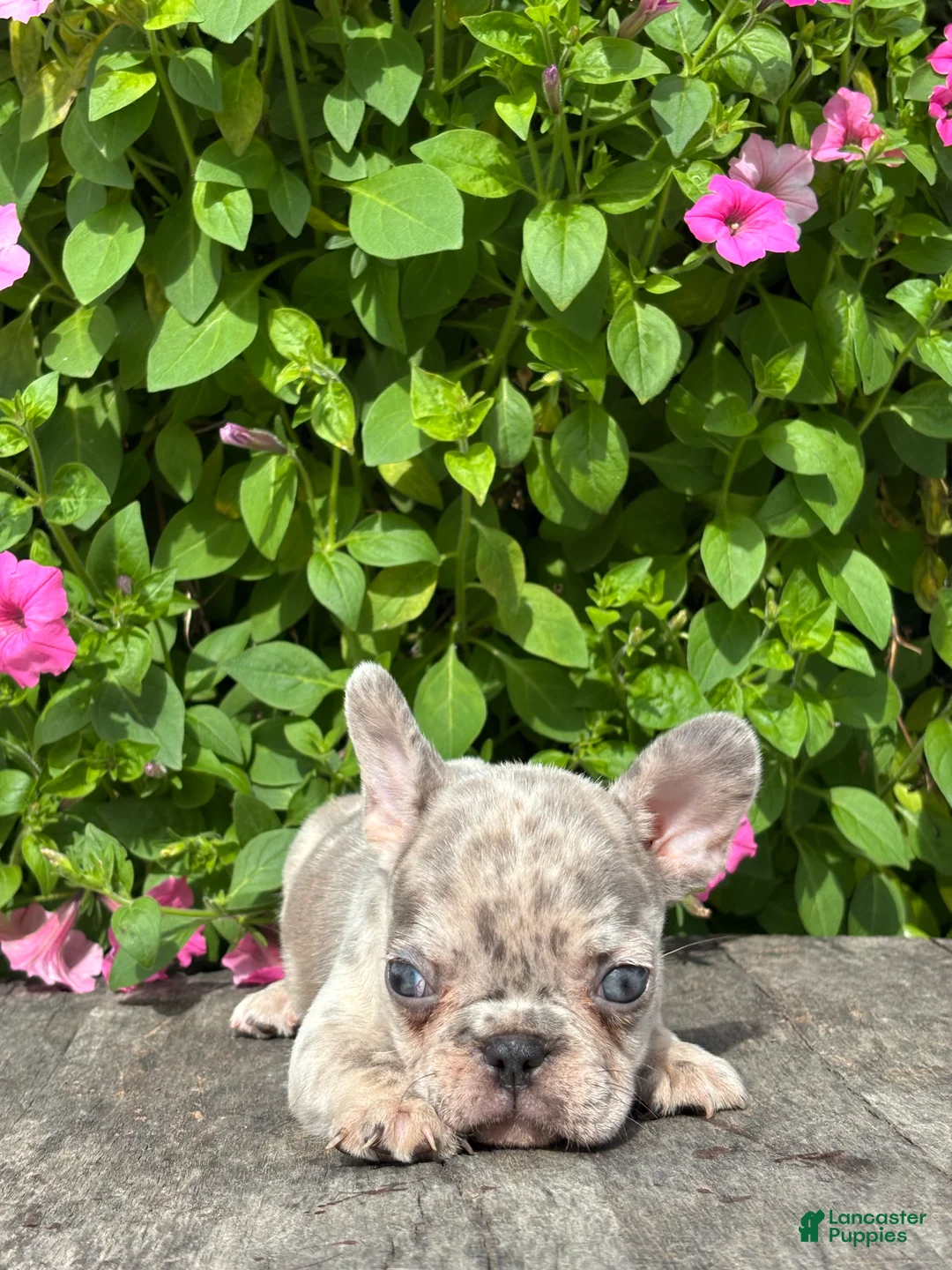 French Bulldog dogs for sale: Sean - Ad 2