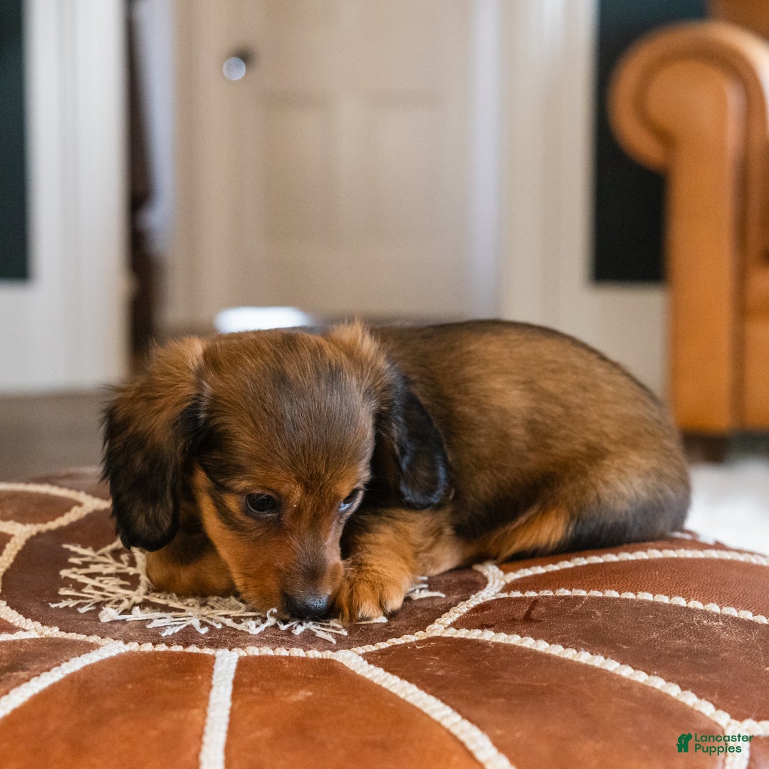 Dachshund dogs for sale: Honey - CHRISTMAS PUPPY! - Ad 3
