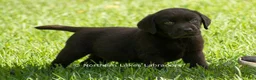 Labrador Retriever dogs for sale: Ezra - Ad 3