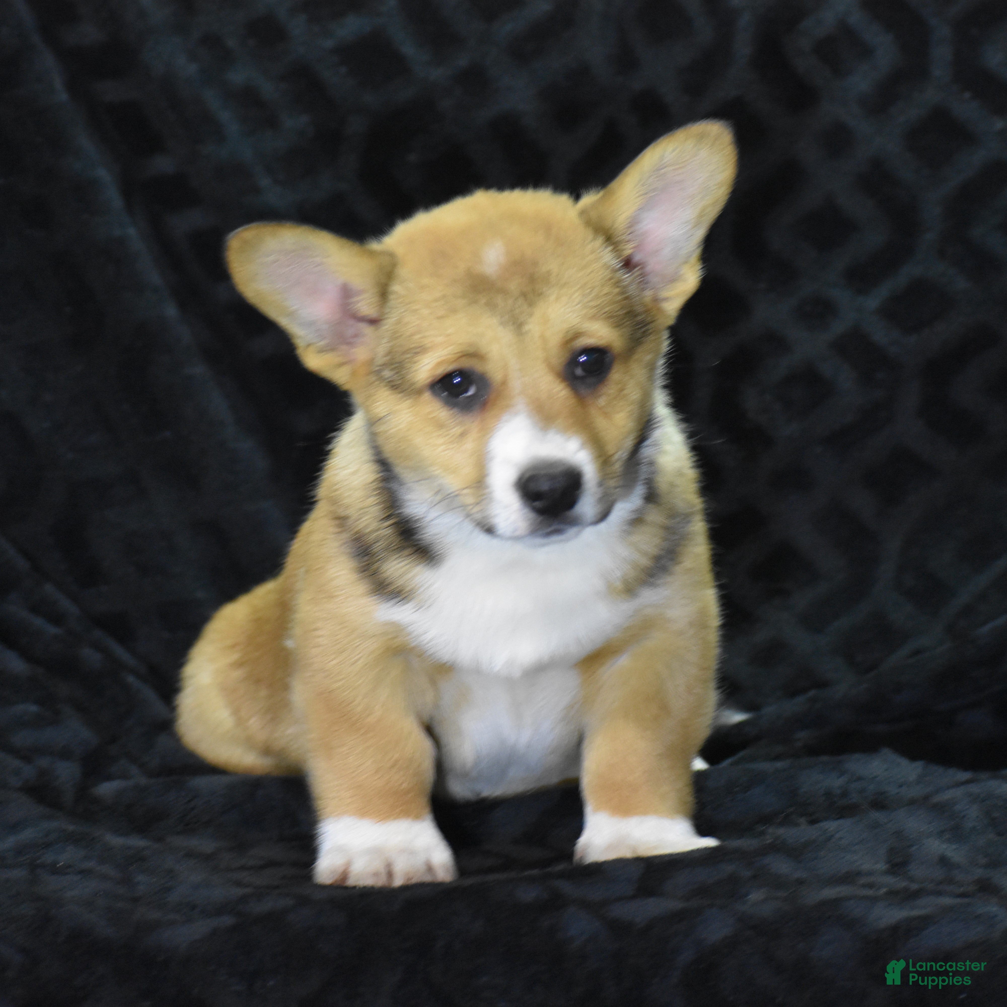 Welsh Corgi Pembroke dogs Milkyway - Ad 40