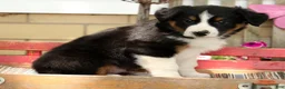 Australian Shepherd dogs for sale: Midnight - Ad 8