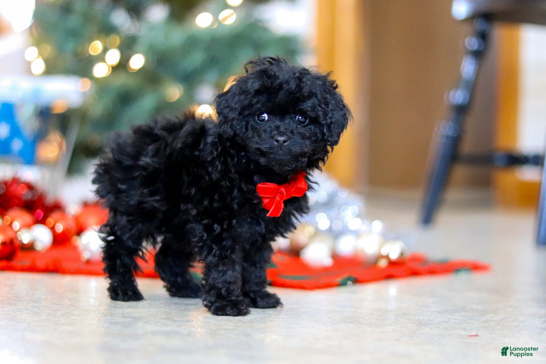 Miniature Poodle dogs for sale: Buddy - Ad 3