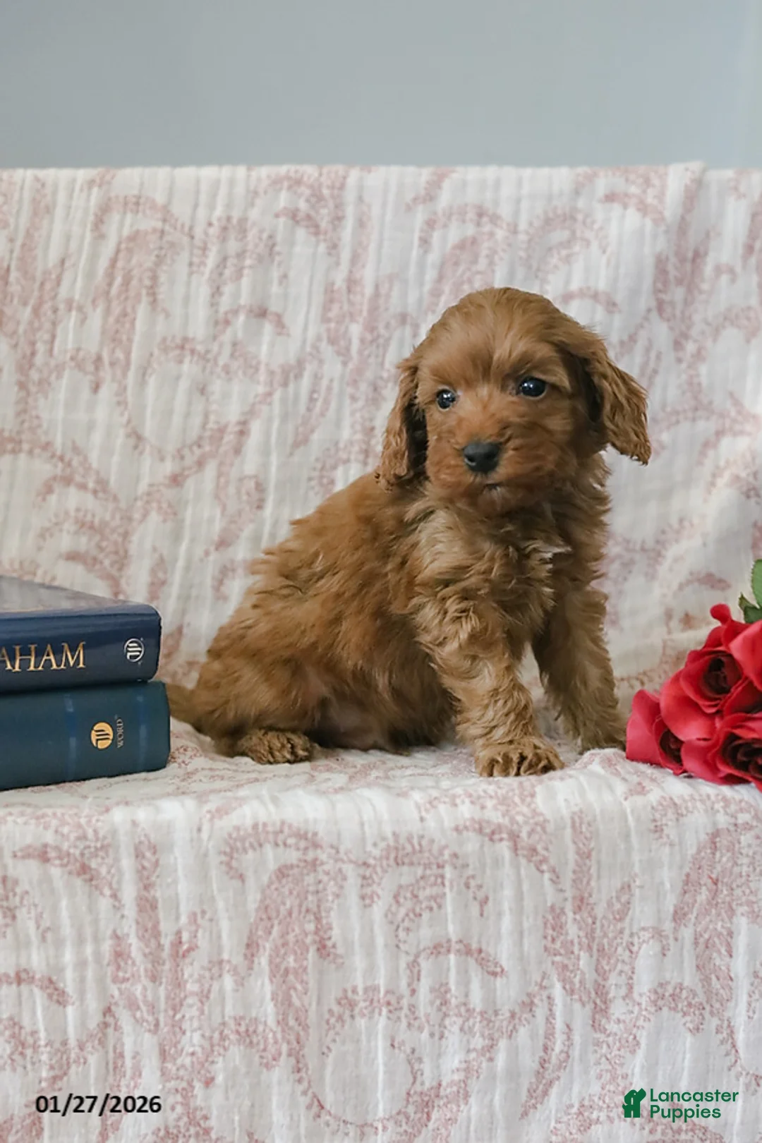 Cockapoo dogs for sale: Johnny - Ad 6