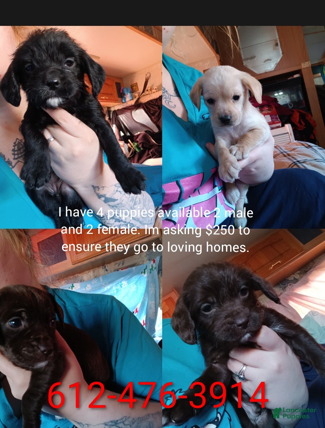 Mixed Breed dogs for sale: Mixed Breed Puppy 2 - Ad 2