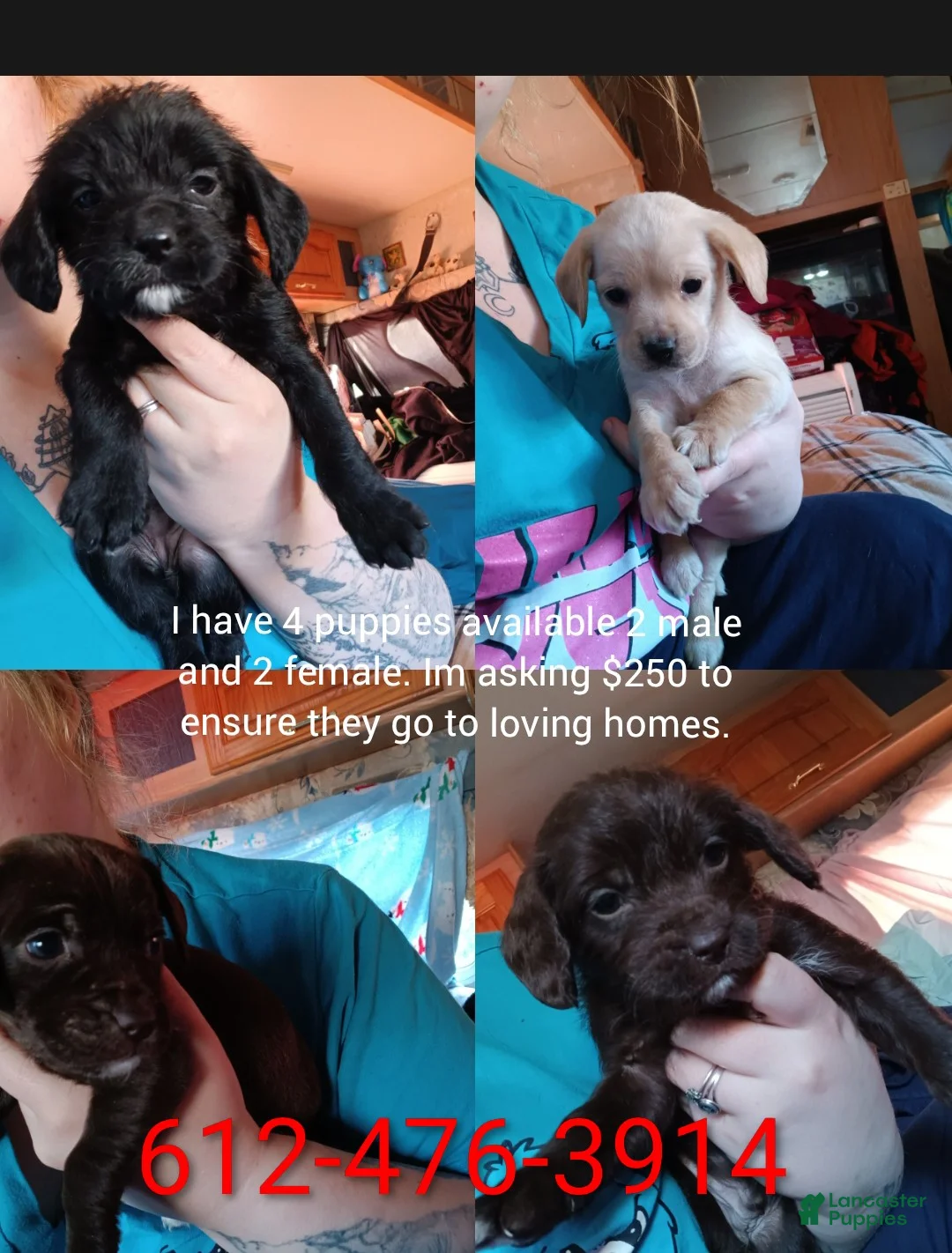 Mixed Breed dogs for sale: Mixed Breed Puppy 4 - Ad 2