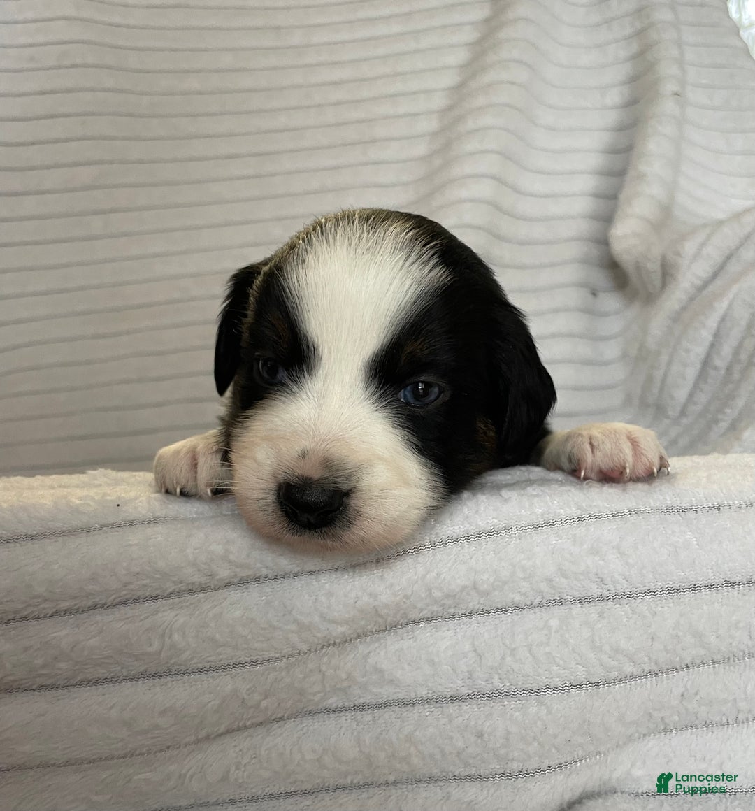 Australian Shepherd dogs for sale: Chance - Ad 29