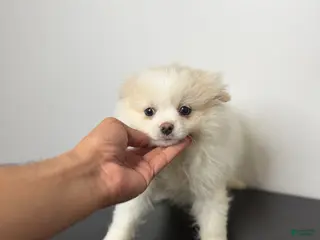 Pomeranian dogs Max - Ad 26