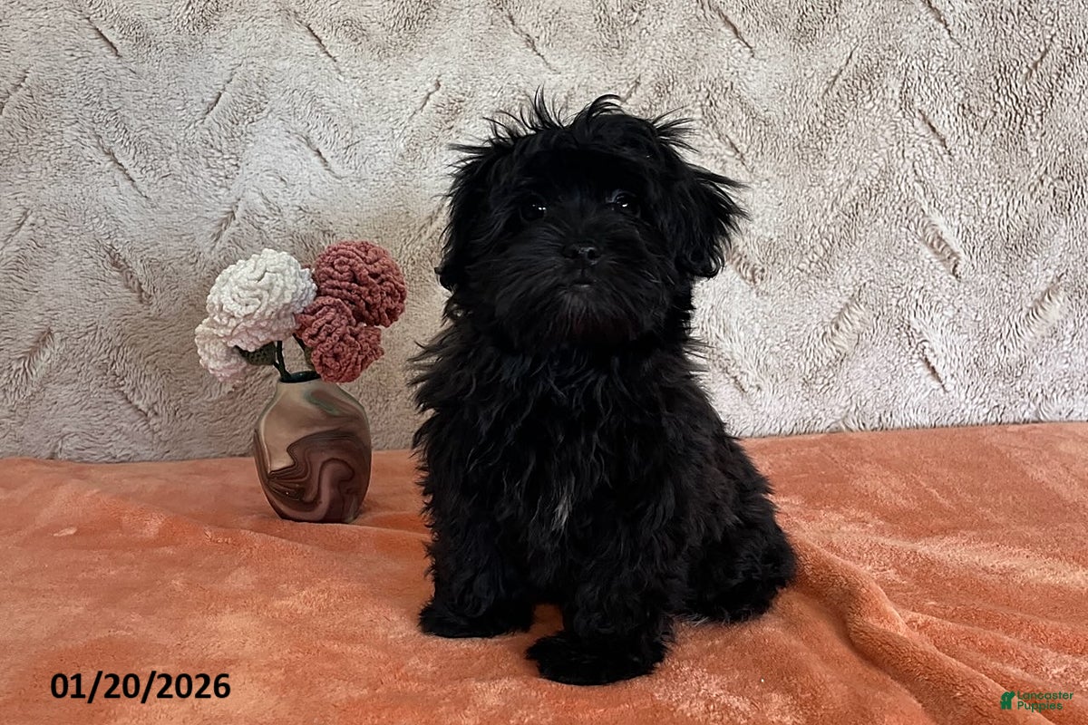 Havapoo dogs Lilly - Ad 3