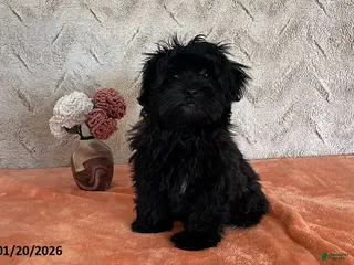 Havapoo dogs Lilly - Ad 18