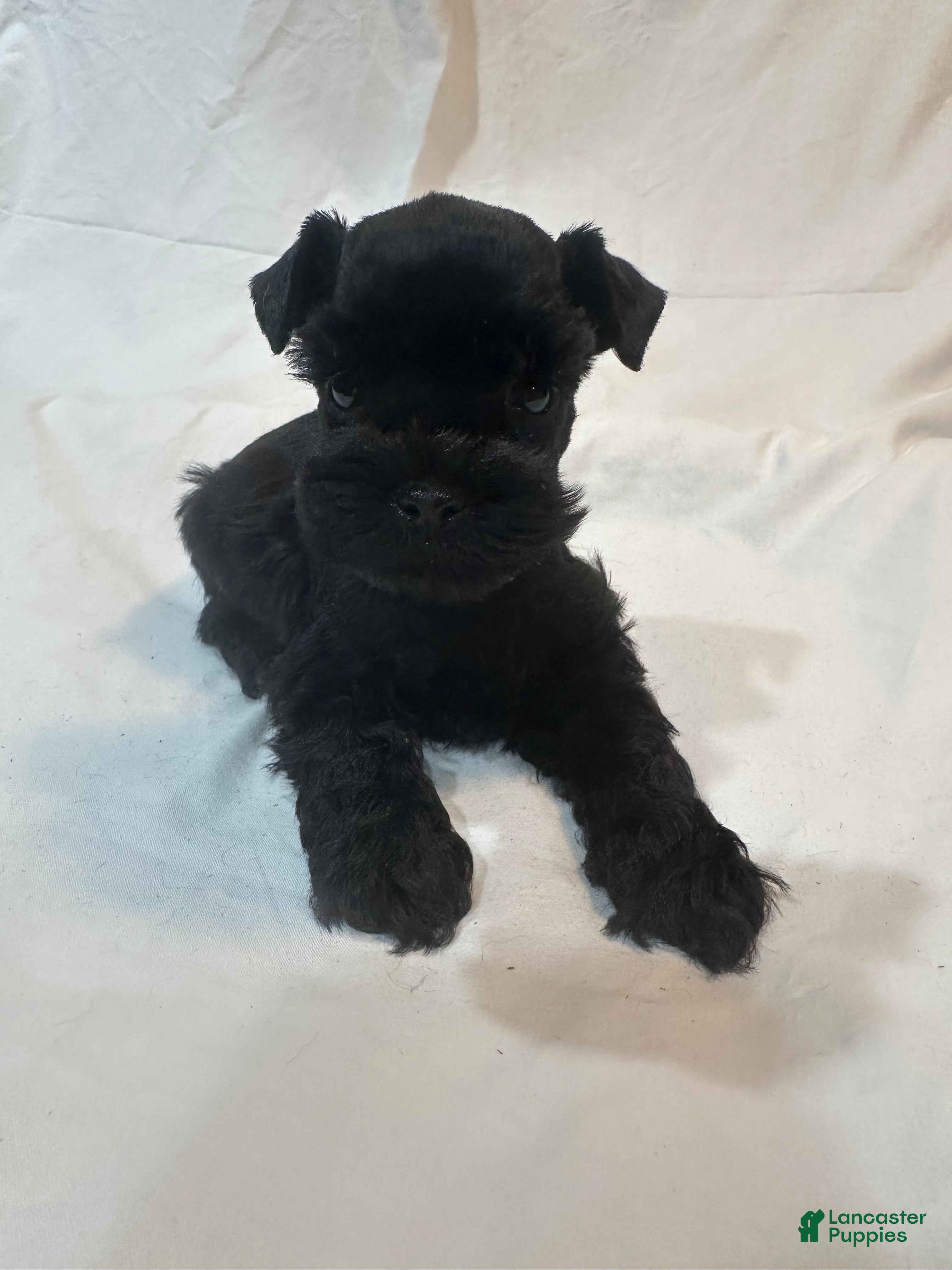 Miniature Schnauzer dogs Fynn - Ad 1