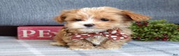 Maltipoo dogs for sale: Finn - Ad 13