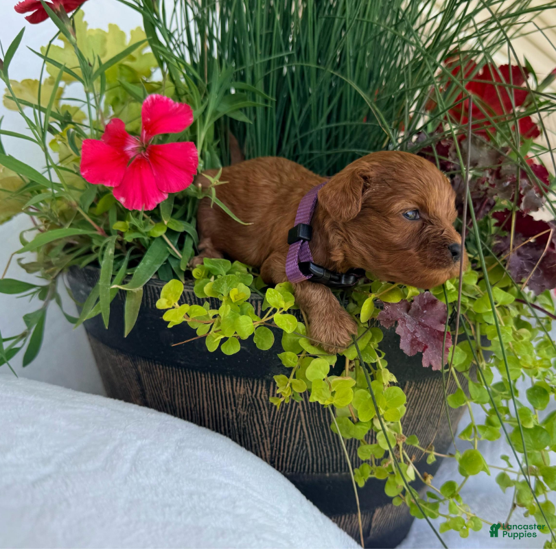 Cavapoo dogs Daisy - Ad 1