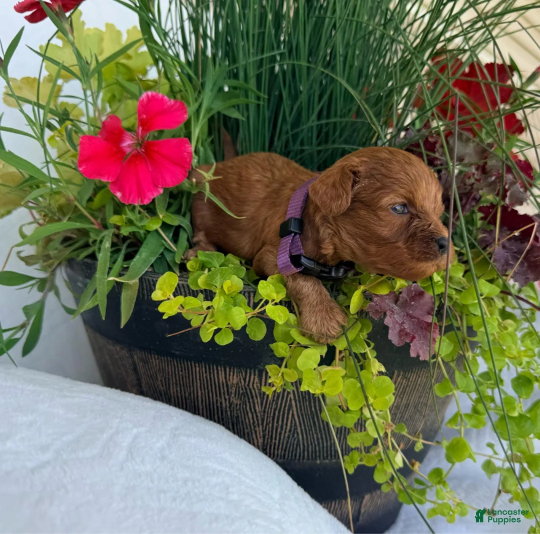 Cavapoo dogs for sale: Daisy - Ad 1