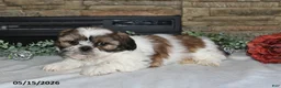 Shih Tzu dogs for sale: Trista - Ad 2