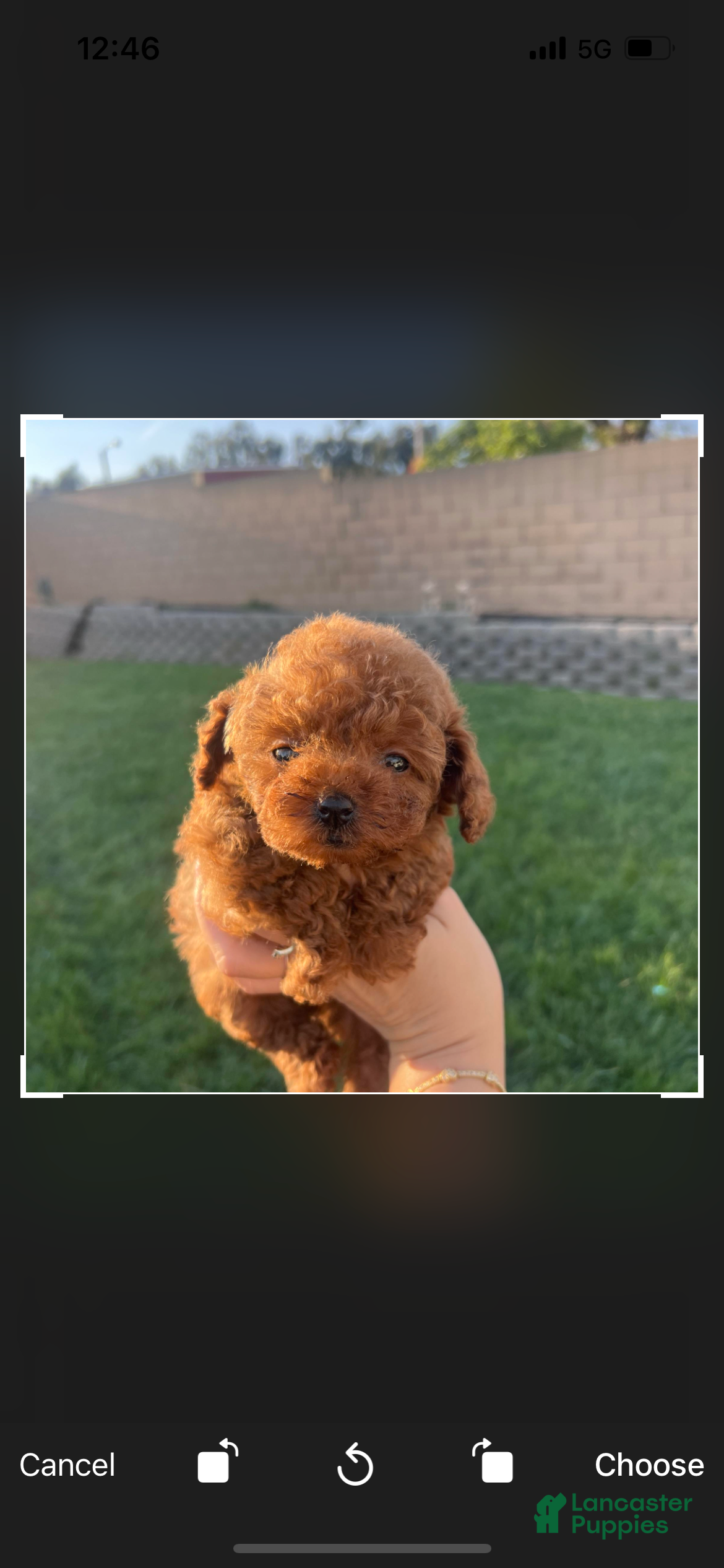 Toy Poodle dogs for sale: Toy Poodle Puppy 2 - Ad 1
