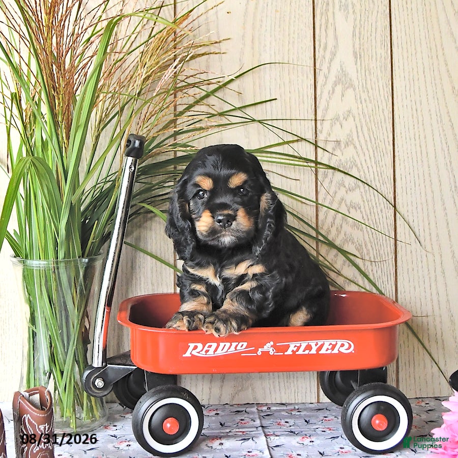 Cocker Spaniel dogs Jody - Ad 2