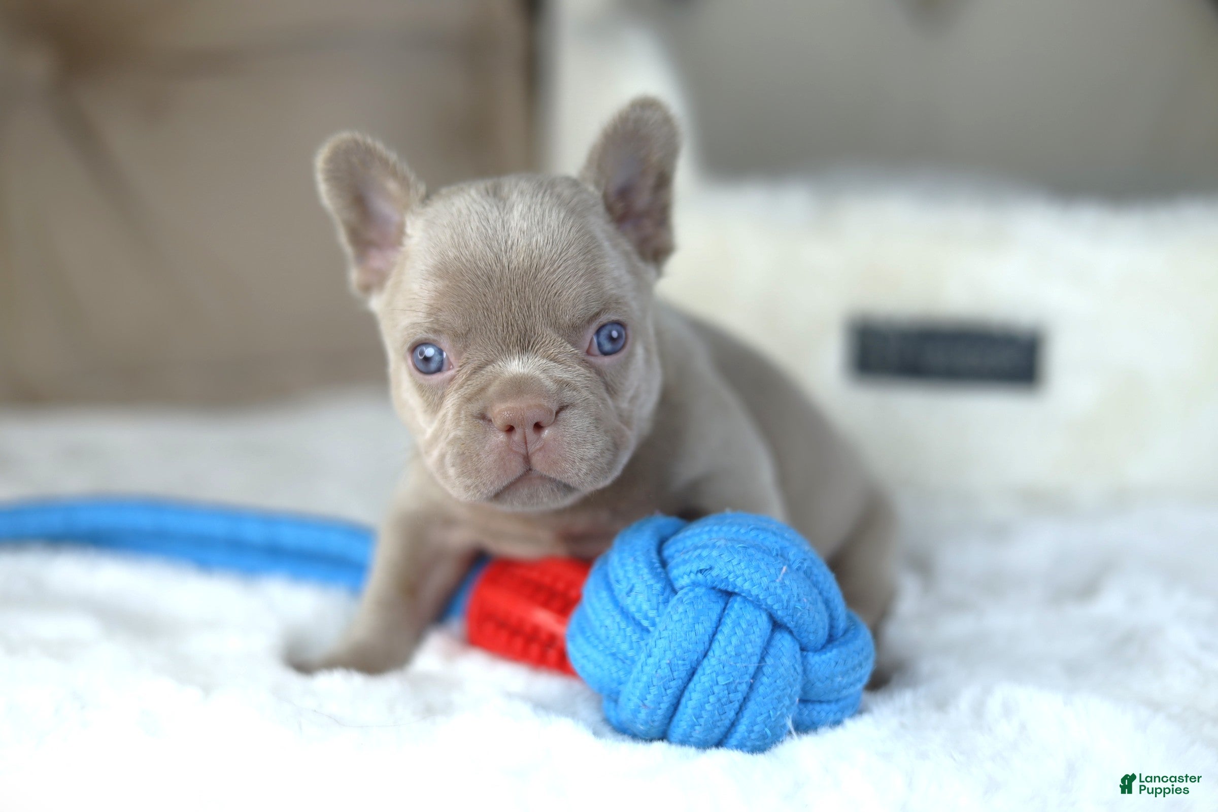 French Bulldog dogs for sale: Andy - Ad 1