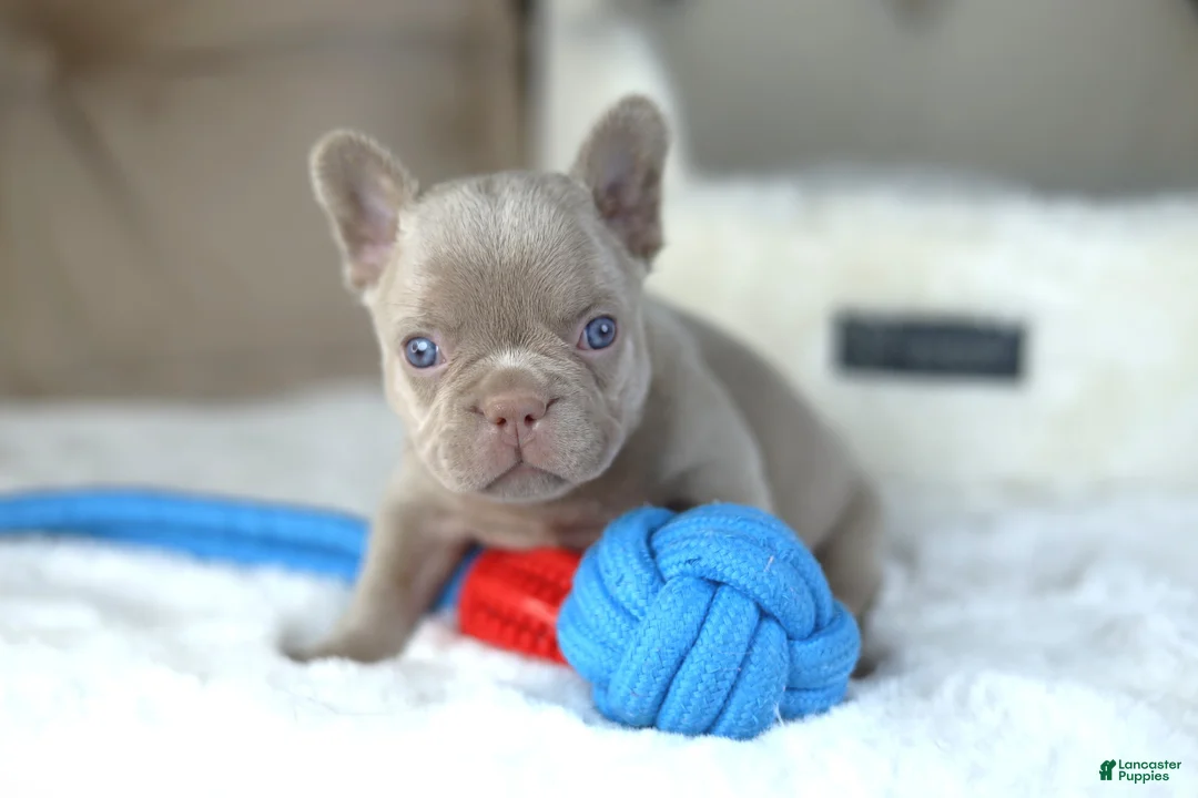 French Bulldog dogs for sale: Andy - Ad 1