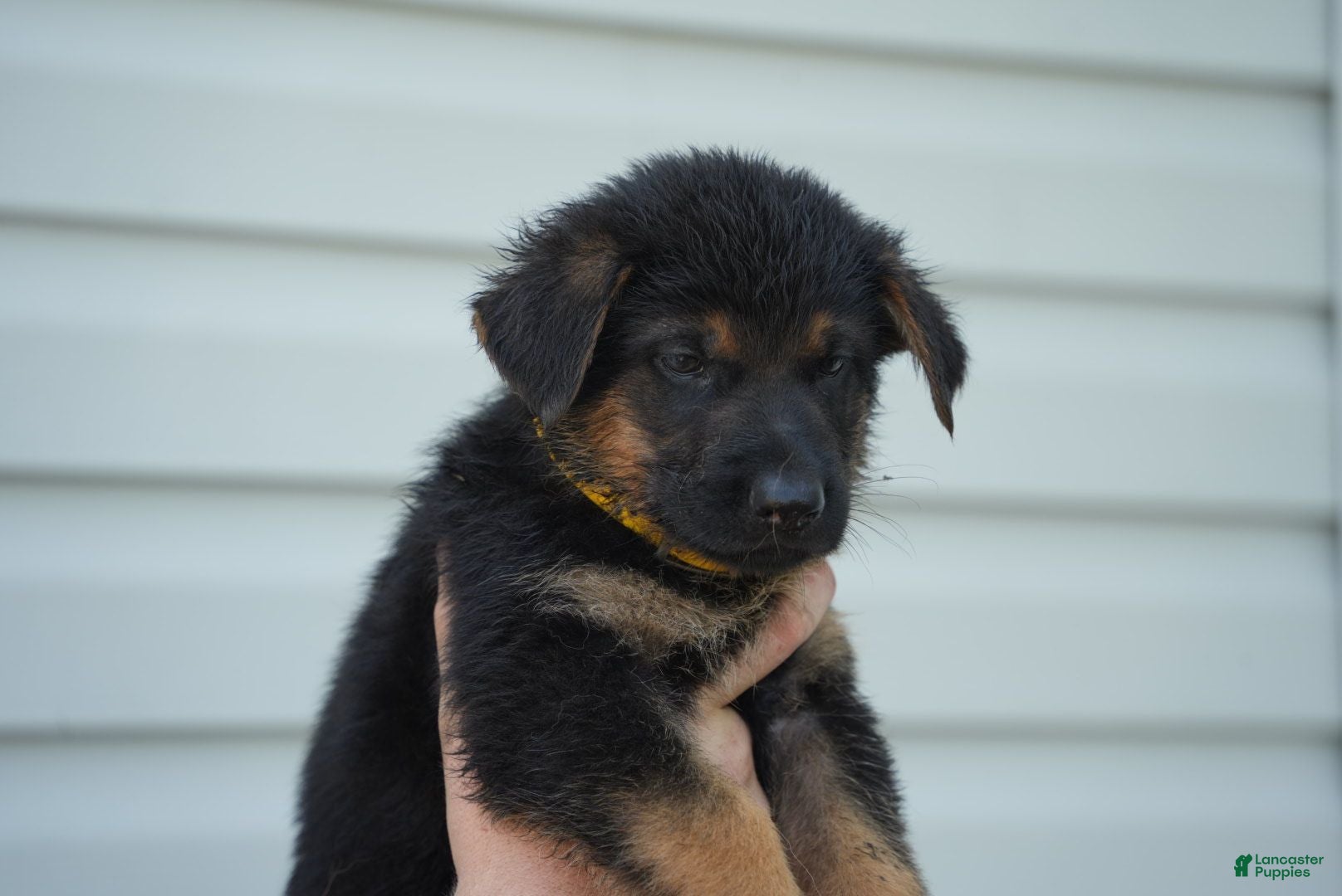 German Shepherd dogs German Shepherd 5 - Ad 24