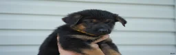 German Shepherd dogs for sale: German Shepherd 5 - Ad 1