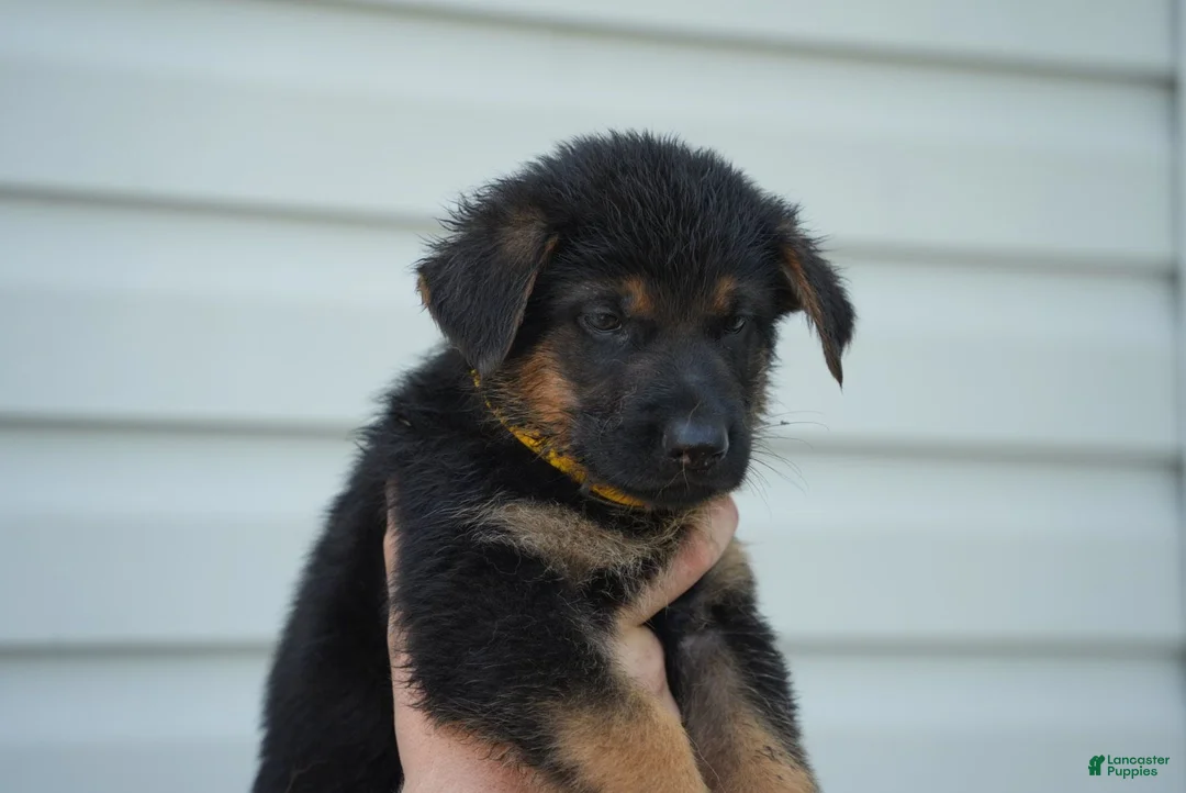 German Shepherd dogs for sale: German Shepherd 5 - Ad 1