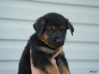 German Shepherd dogs German Shepherd 5 - Ad 24