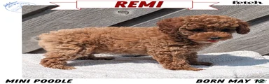 Remi