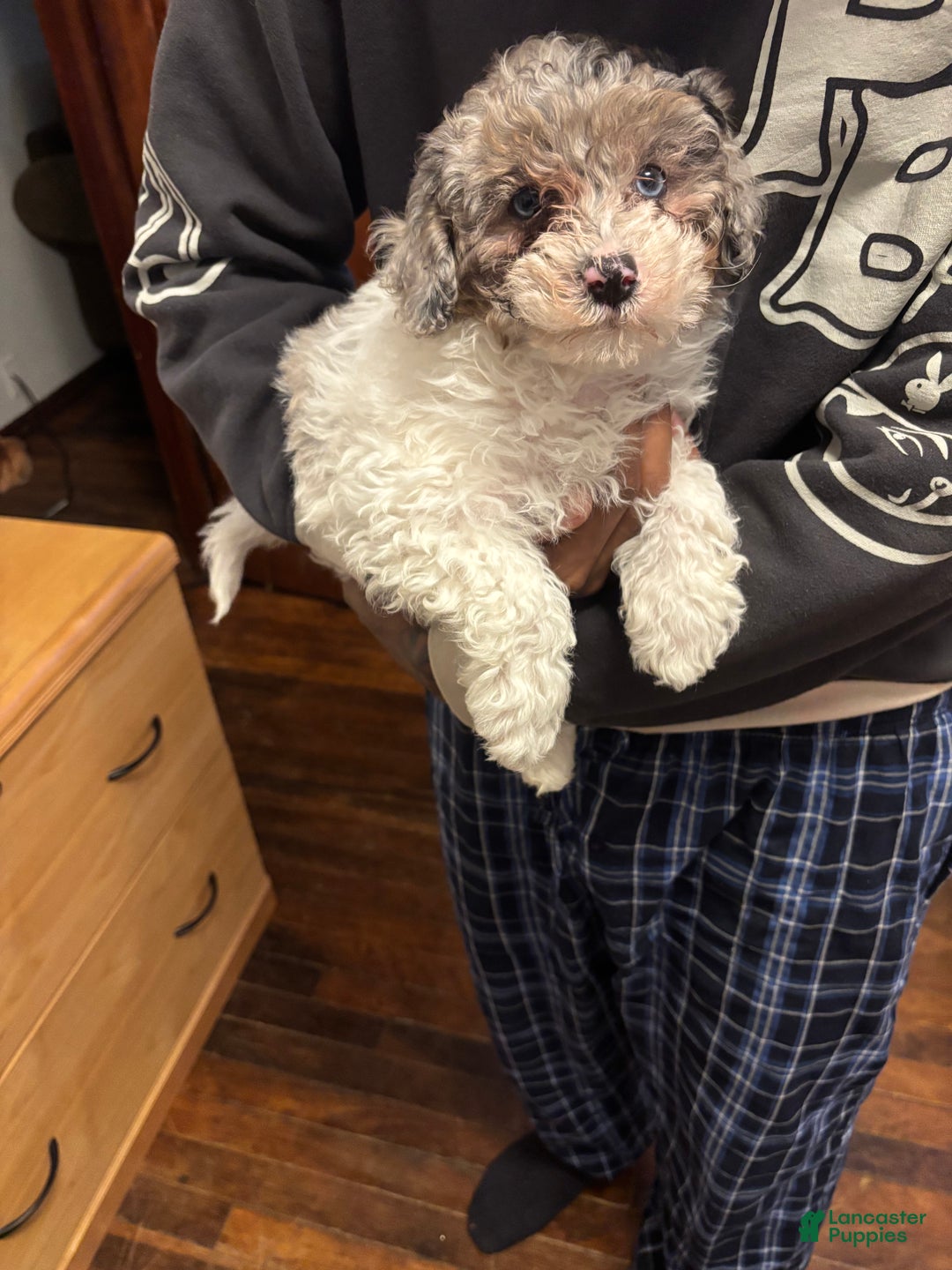 Mini Sheepadoodle dogs for sale: Mini Sheepadoodle - Ad 3